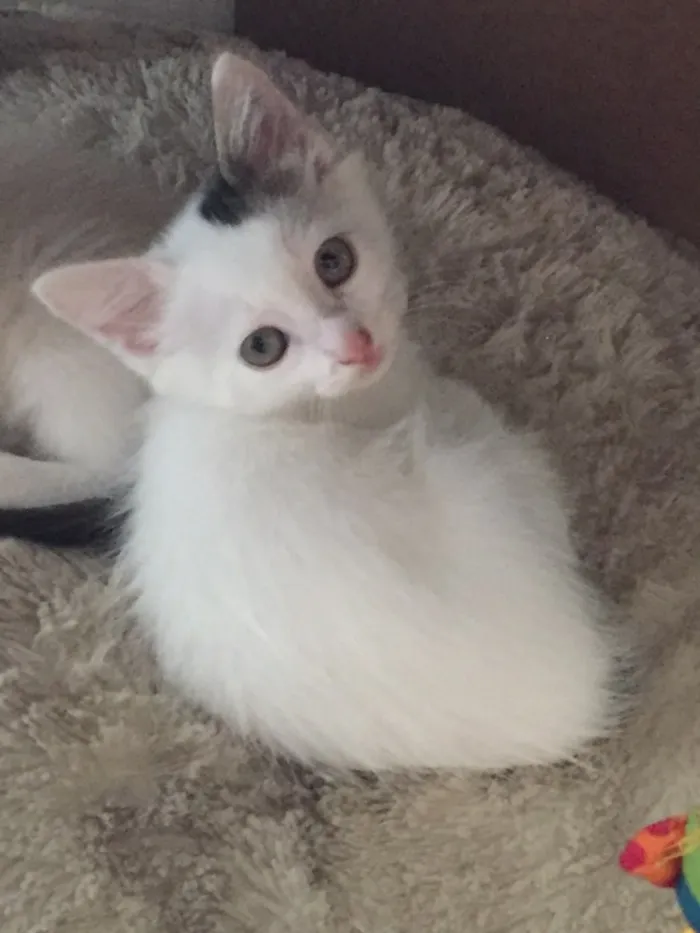 Gato raça vira lata idade Abaixo de 2 meses nome luke