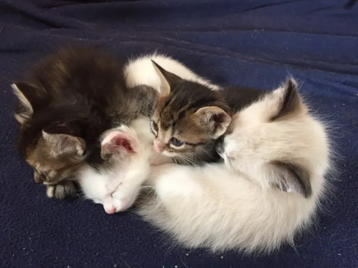 Gato raça vira lata idade Abaixo de 2 meses nome luke