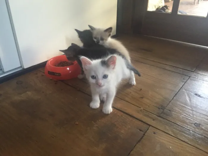 Gato raça vira lata idade Abaixo de 2 meses nome luke