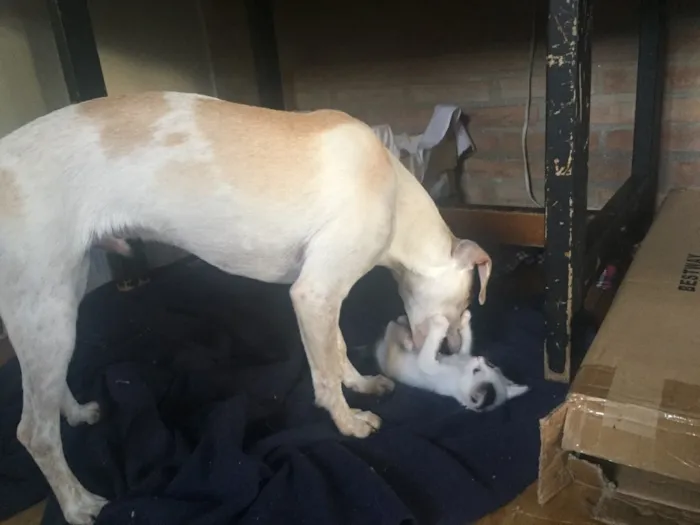 Gato raça vira lata idade Abaixo de 2 meses nome luke