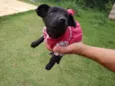 Amigos