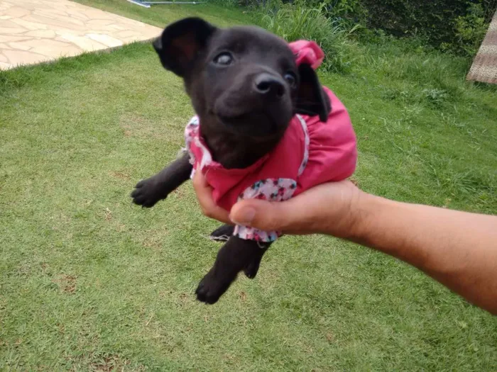 Cachorro raça Srd idade Abaixo de 2 meses nome Amigos