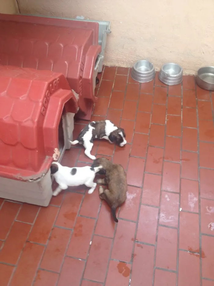 Cachorro ra a Srd idade  nome Sem nome