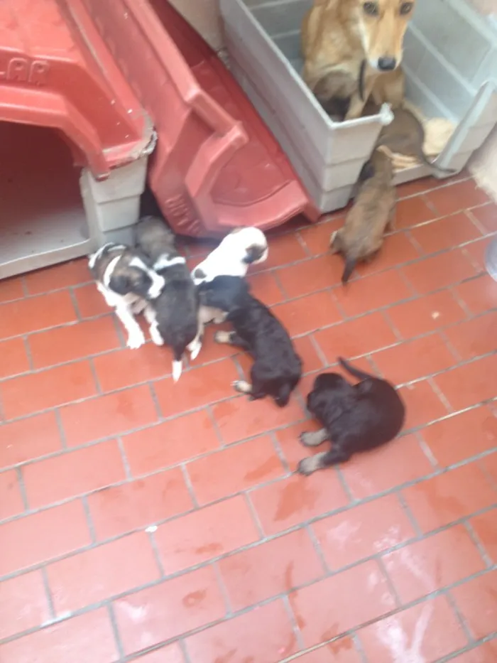 Cachorro ra a Srd idade  nome Sem nome