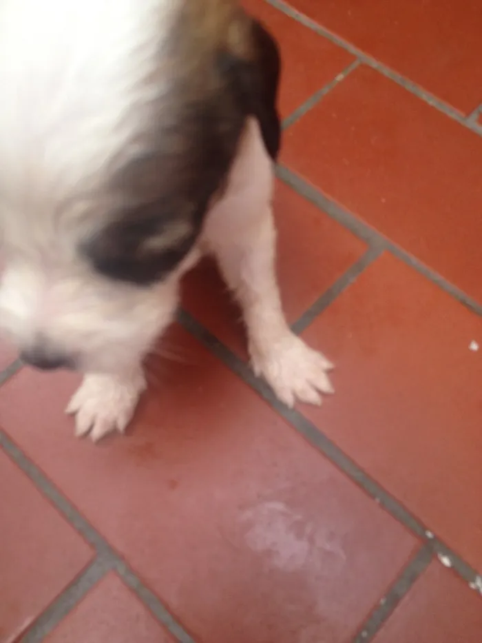 Cachorro ra a Srd idade  nome Sem nome