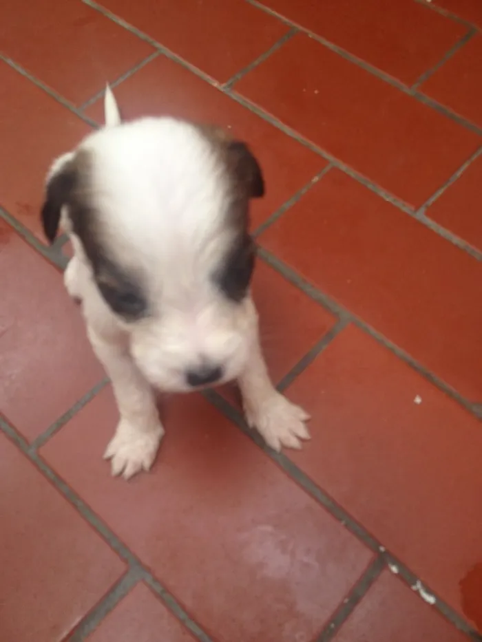 Cachorro ra a Srd idade  nome Sem nome