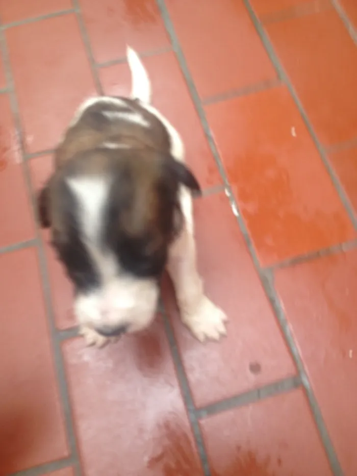 Cachorro ra a Srd idade  nome Sem nome