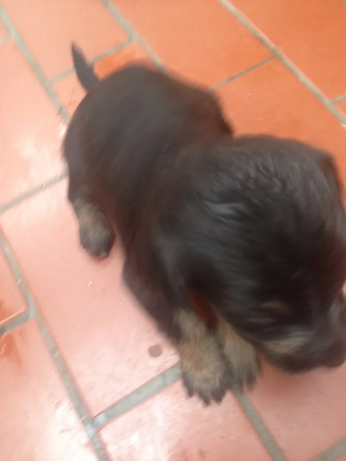 Cachorro ra a Srd idade  nome Sem nome