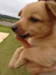Amigos