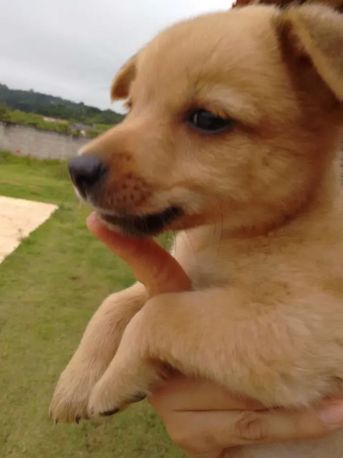 Cachorro raça Srd idade Abaixo de 2 meses nome Amigos