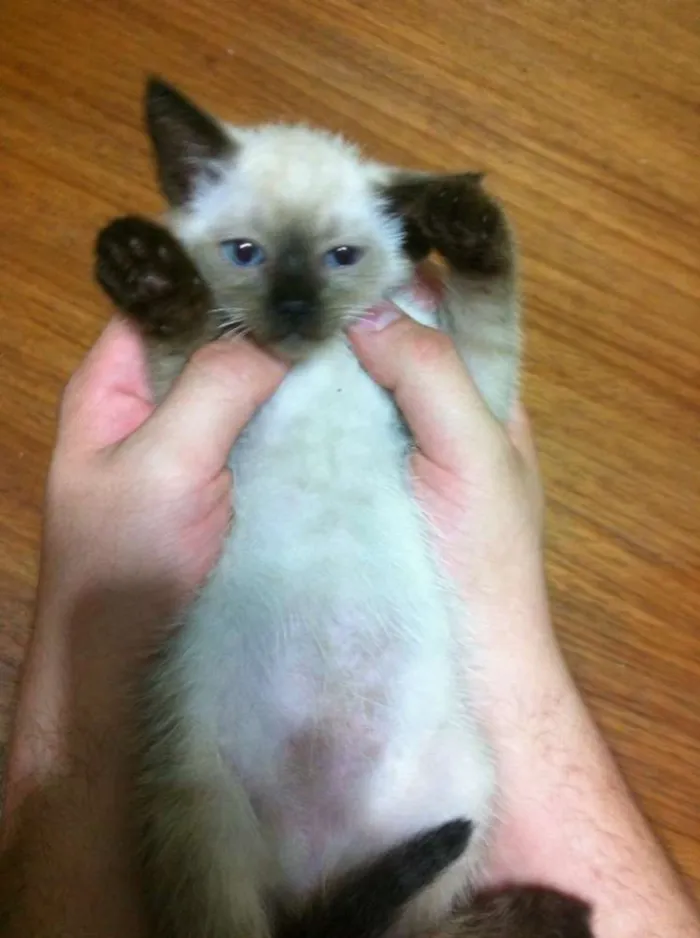 Gato ra a Siamês idade Abaixo de 2 meses nome Mozart