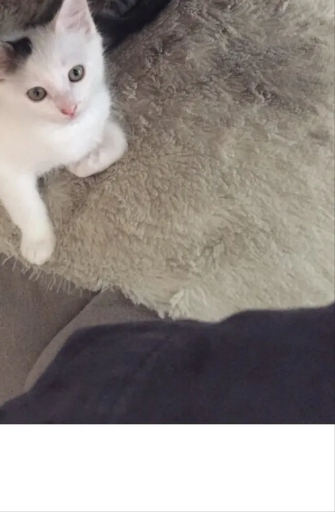 Gato raça vira lata idade Abaixo de 2 meses nome luke