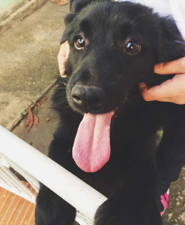 Cachorro ra a Vira-lata idade 7 a 11 meses nome Bento