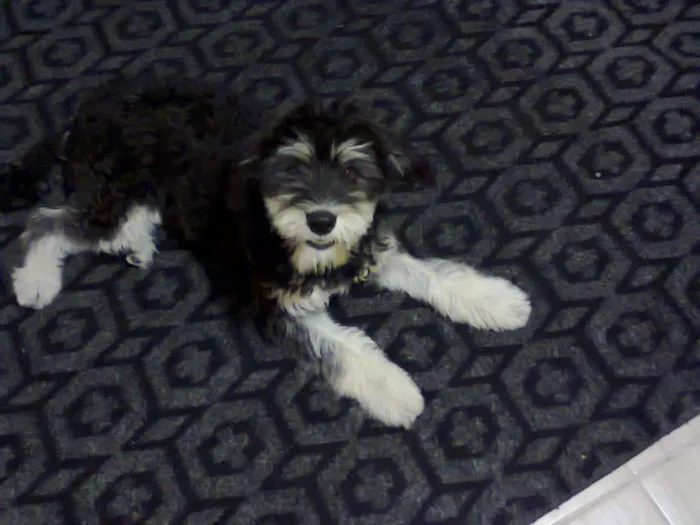 Cachorro ra a SRD idade 2 anos nome Johnny