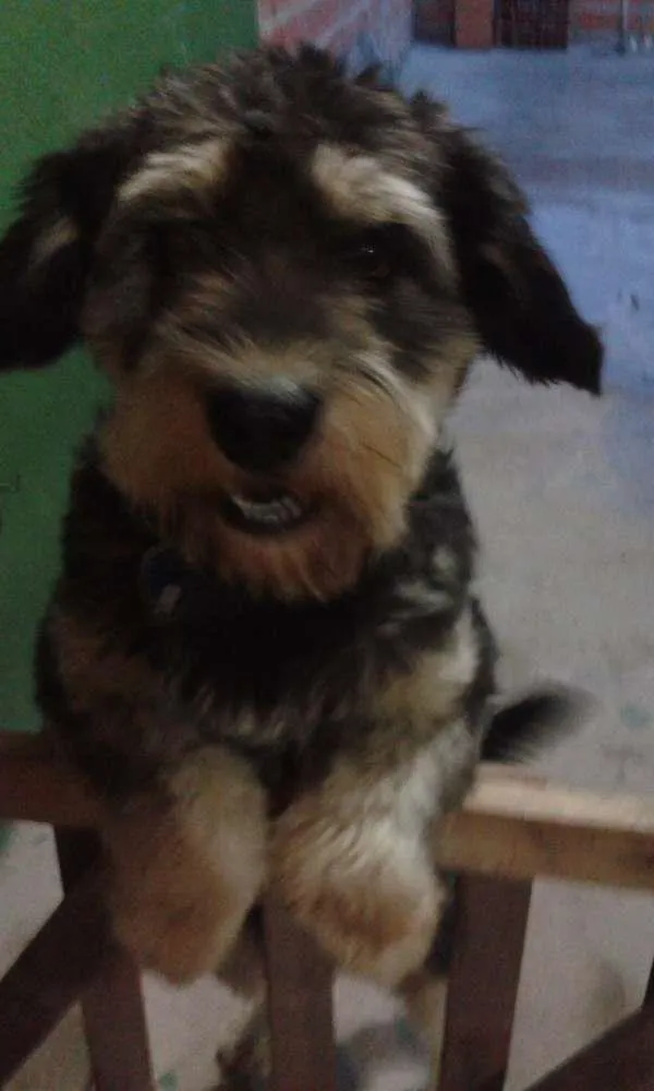 Cachorro ra a SRD idade 2 anos nome Johnny