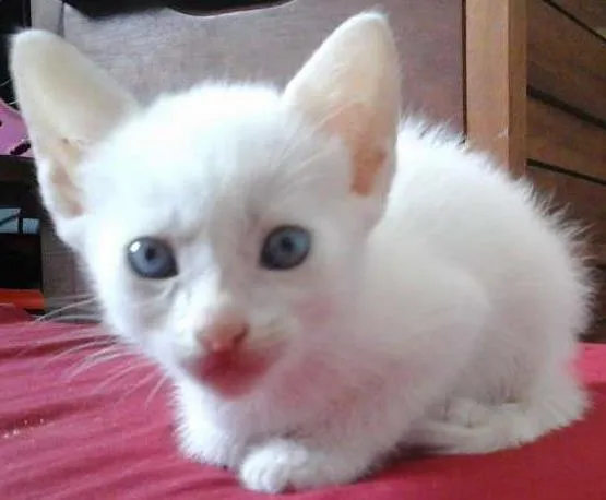 Gato ra a SRD idade Abaixo de 2 meses nome Gatinhas 