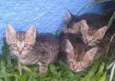 gatinhos