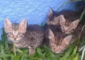 Gato raça  idade 2 a 6 meses nome gatinhos