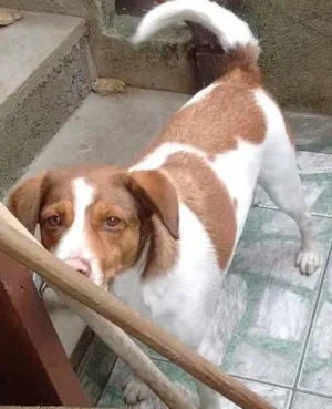 Cachorro raça Srd idade 3 anos nome Labão e Mia