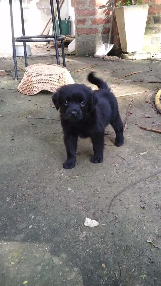 Cachorro ra a Sem idade Abaixo de 2 meses nome Varios