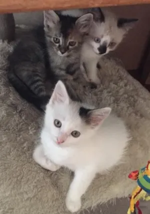 Gato raça vira lata idade Abaixo de 2 meses nome luke