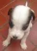 Cachorro raça Srd idade  nome Sem nome