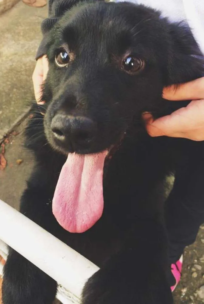 Cachorro ra a Vira-lata idade 7 a 11 meses nome Bento