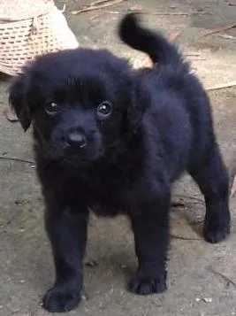 Cachorro ra a Sem idade Abaixo de 2 meses nome Varios