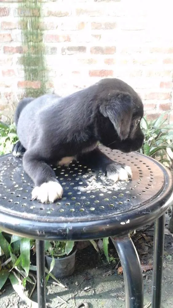 Cachorro ra a Sem idade Abaixo de 2 meses nome Varios