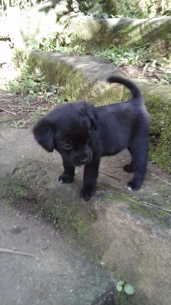 Cachorro ra a Sem idade Abaixo de 2 meses nome Varios