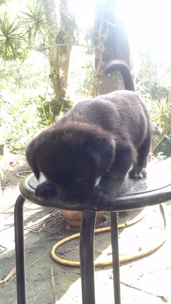 Cachorro ra a Sem idade Abaixo de 2 meses nome Varios