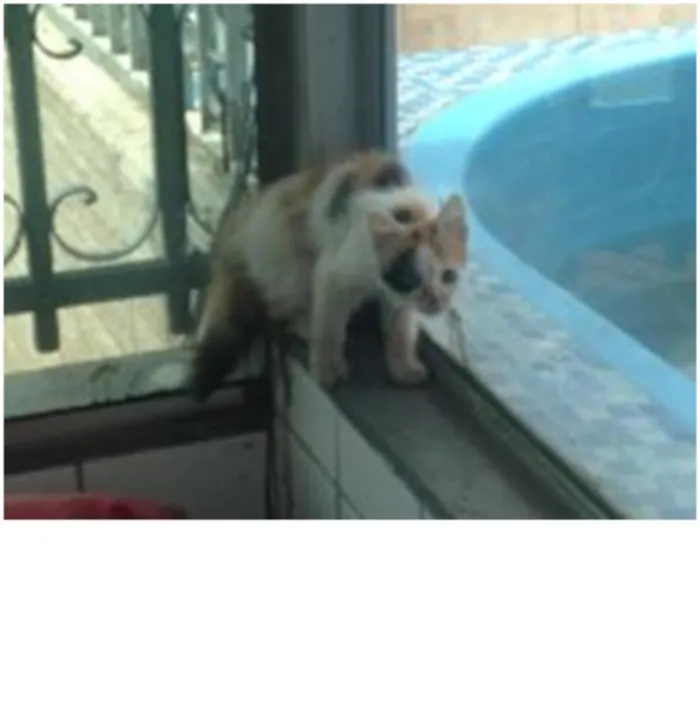 Gato raça mestiiço idade 2 anos nome Anita