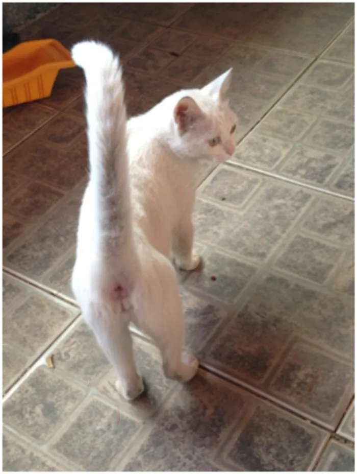 Gato raça mestiiço idade 2 anos nome Anita