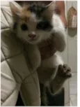 Anita