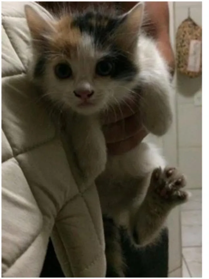 Gato raça mestiiço idade 2 anos nome Anita