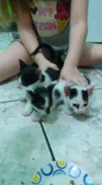 gatinhas