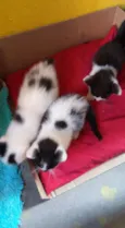 gatinhas