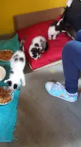 gatinhas