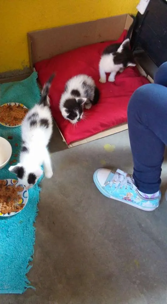 Gato ra a vira lata idade Abaixo de 2 meses nome gatinhas