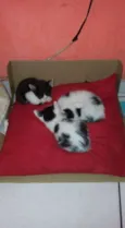 gatinhas
