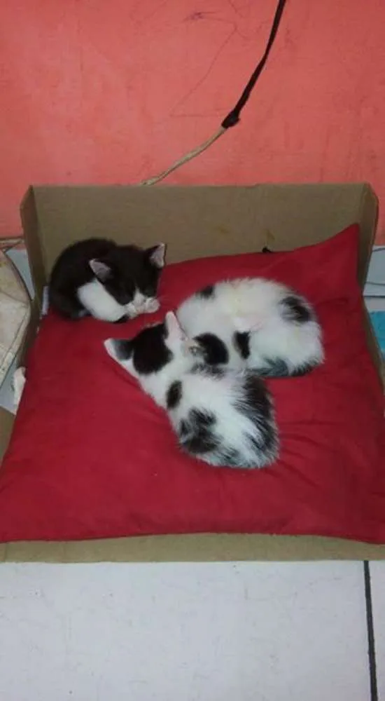 Gato ra a vira lata idade Abaixo de 2 meses nome gatinhas
