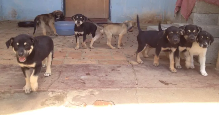 Cachorro ra a SRD idade 2 a 6 meses nome Filhotes