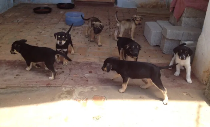 Cachorro ra a SRD idade 2 a 6 meses nome Filhotes