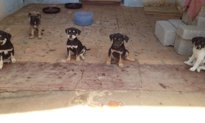 Cachorro ra a SRD idade 2 a 6 meses nome Filhotes