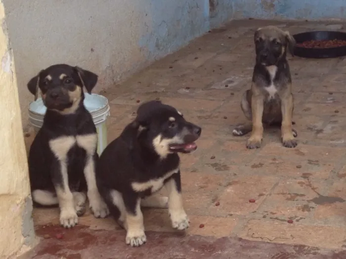 Cachorro ra a SRD idade 2 a 6 meses nome Filhotes