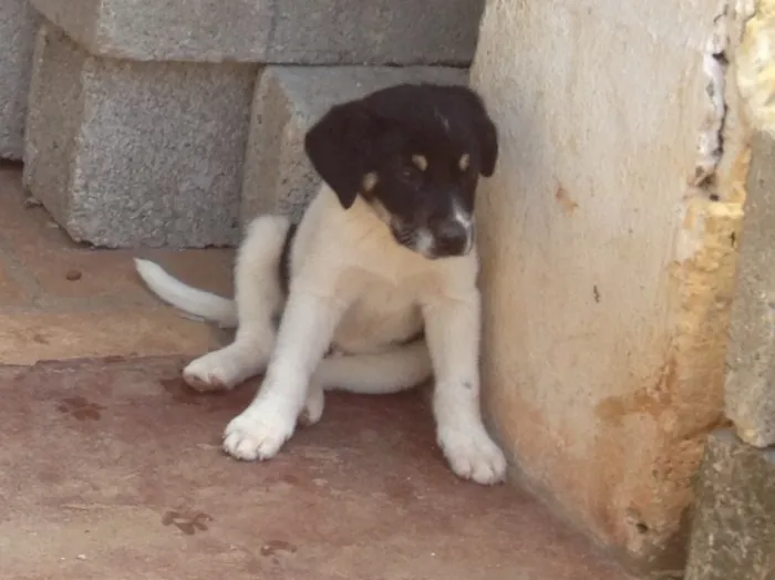 Cachorro ra a SRD idade 2 a 6 meses nome Filhotes