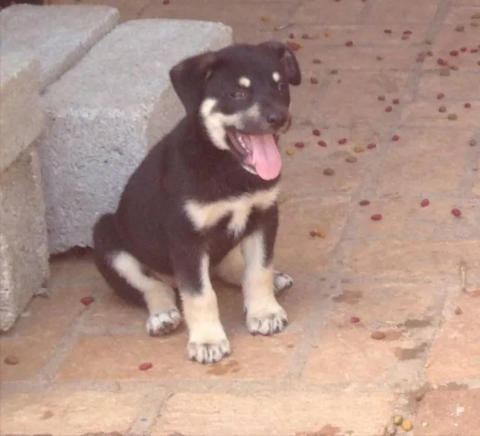 Cachorro ra a SRD idade 2 a 6 meses nome Filhotes