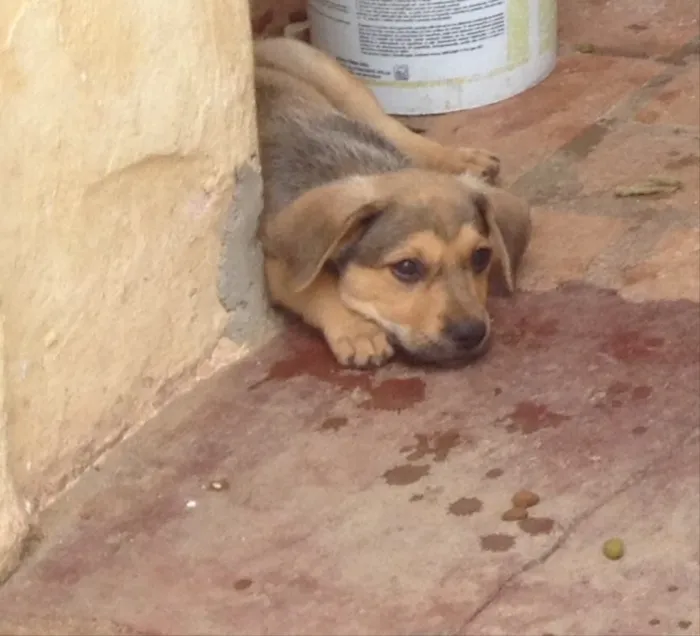 Cachorro ra a SRD idade 2 a 6 meses nome Filhotes