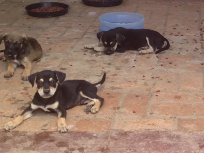 Cachorro ra a SRD idade 2 a 6 meses nome Filhotes