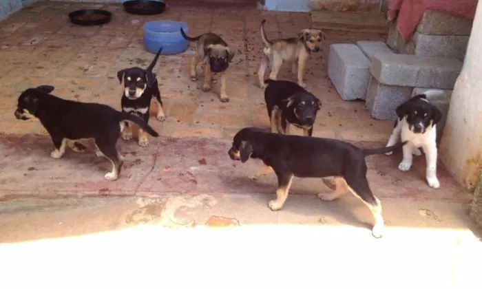 Cachorro ra a SRD idade 2 a 6 meses nome Filhotes